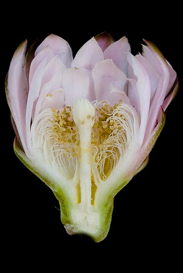 Gymnocalycium eurypleurum